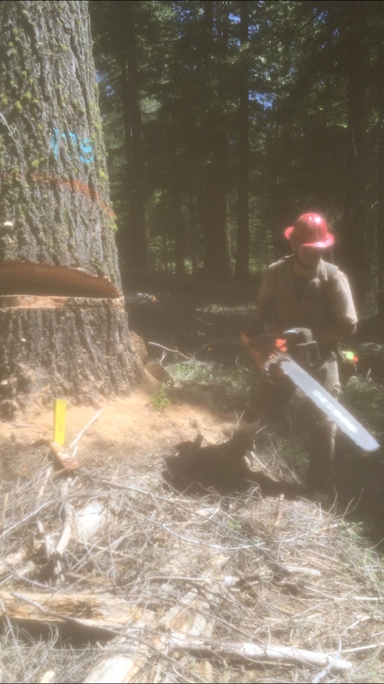 Avatar for JH Tree Removal
