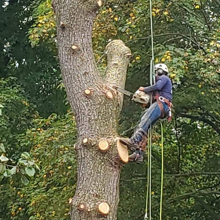 Avatar for Abraham Tree Service