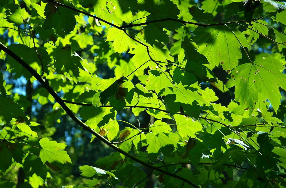 Awesome Tree & Stump Services LLC logo