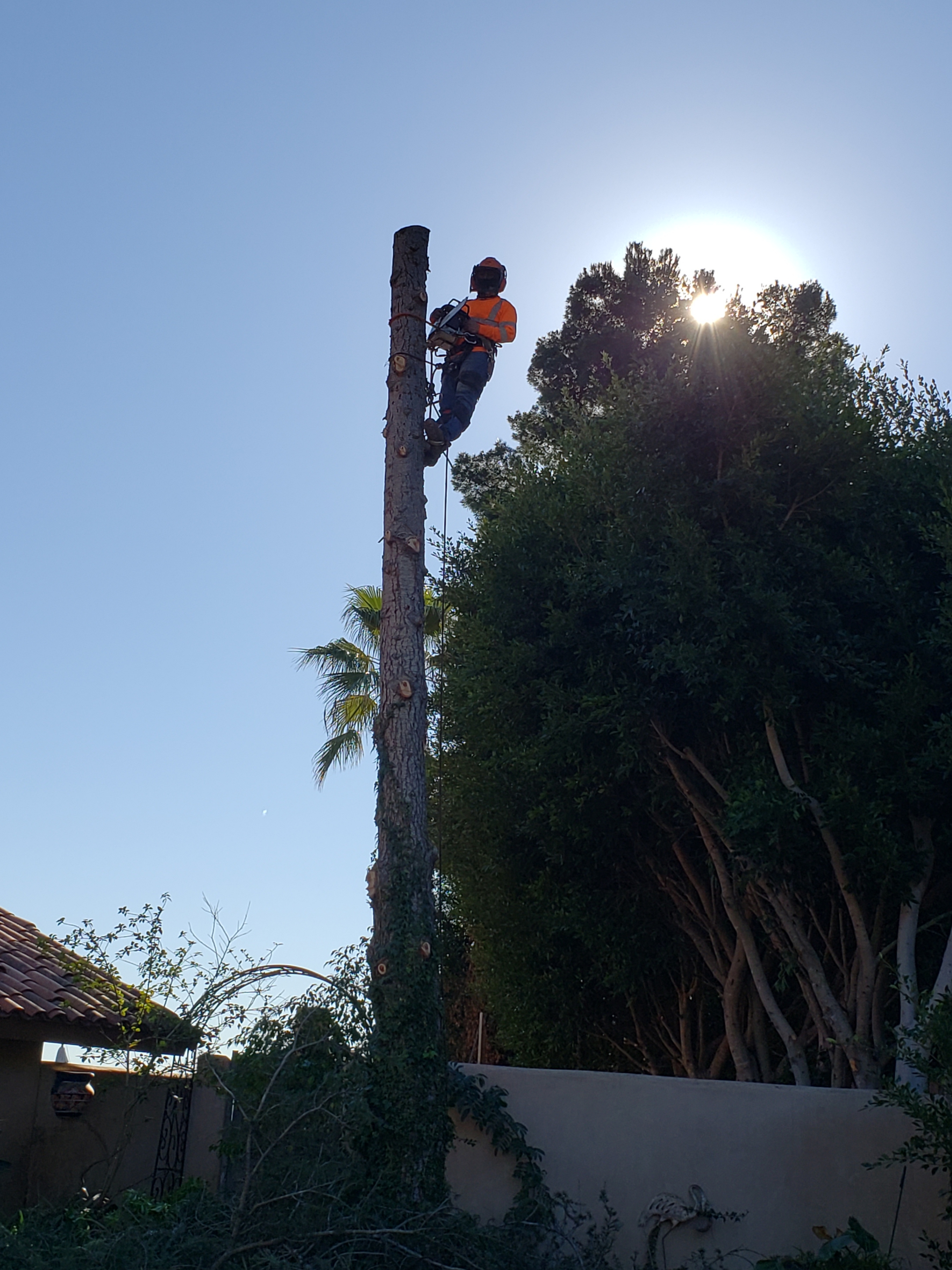 Rising Oak Tree Services and Landscaping logo