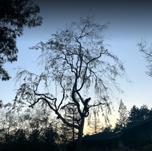Avatar for Clear Vista Tree Service