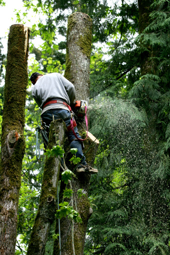 Avatar for Justice Tree Service