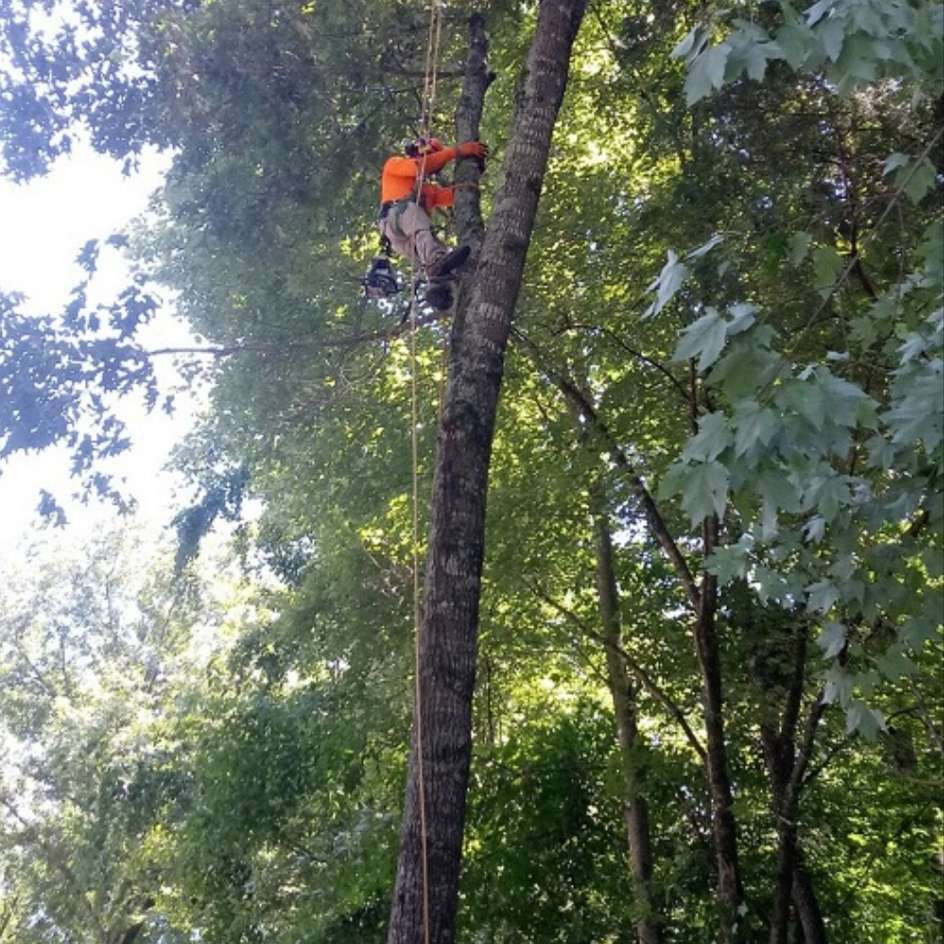 A.Gonzalez Tree Services logo