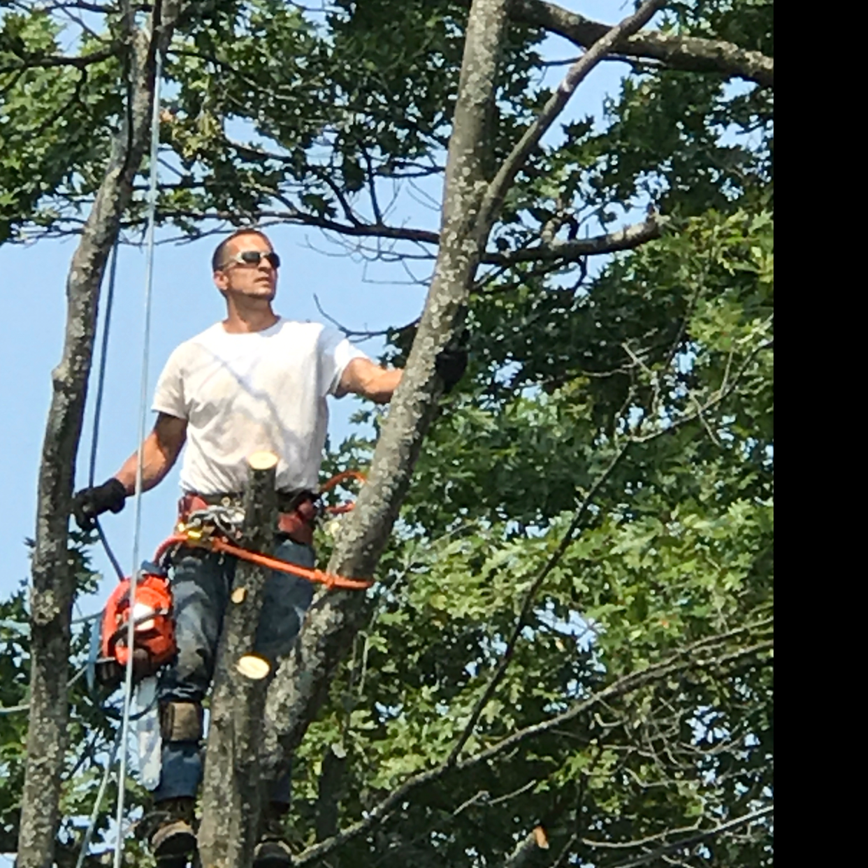 Avatar for Advance Tree Service LLC