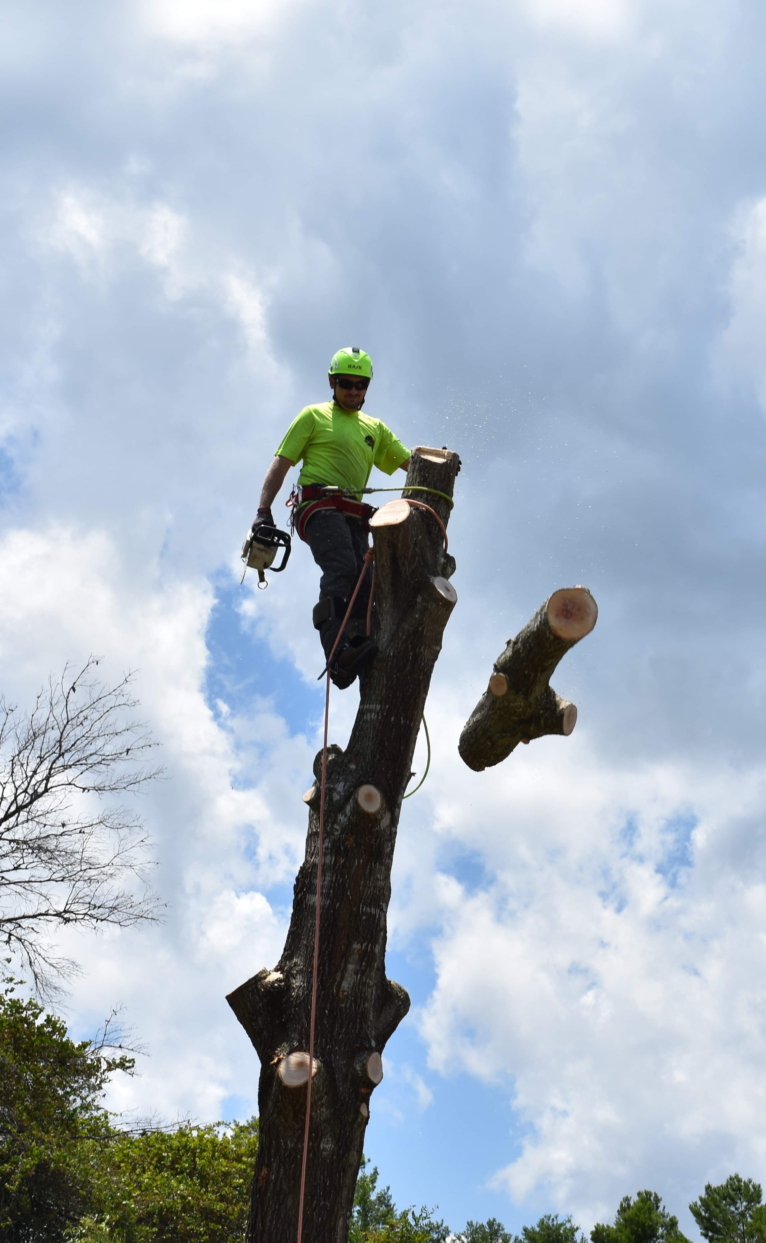 Clayton's Quality Tree Service logo