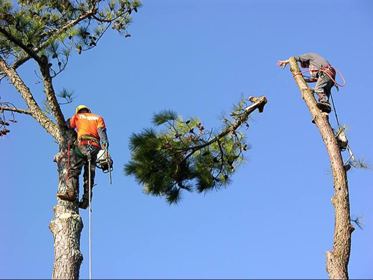 Benjamin Tree Service logo