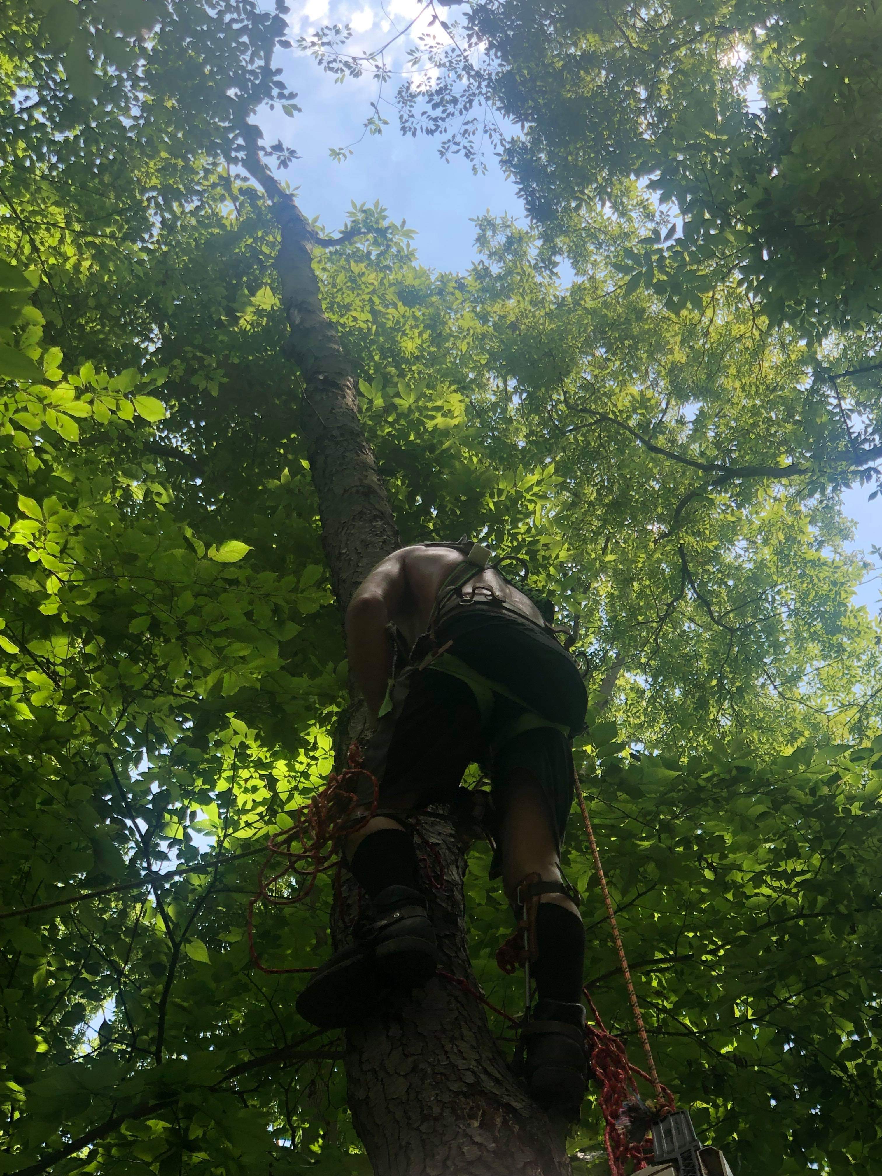 Avatar for Terrys Tree Service