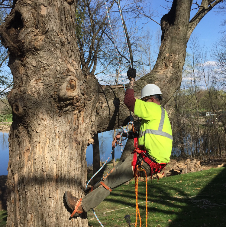 Avatar for Quality Tree & Emergency Service