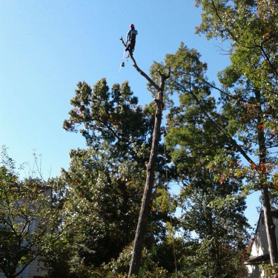 A & M Tree and Landscape Service, Inc. logo