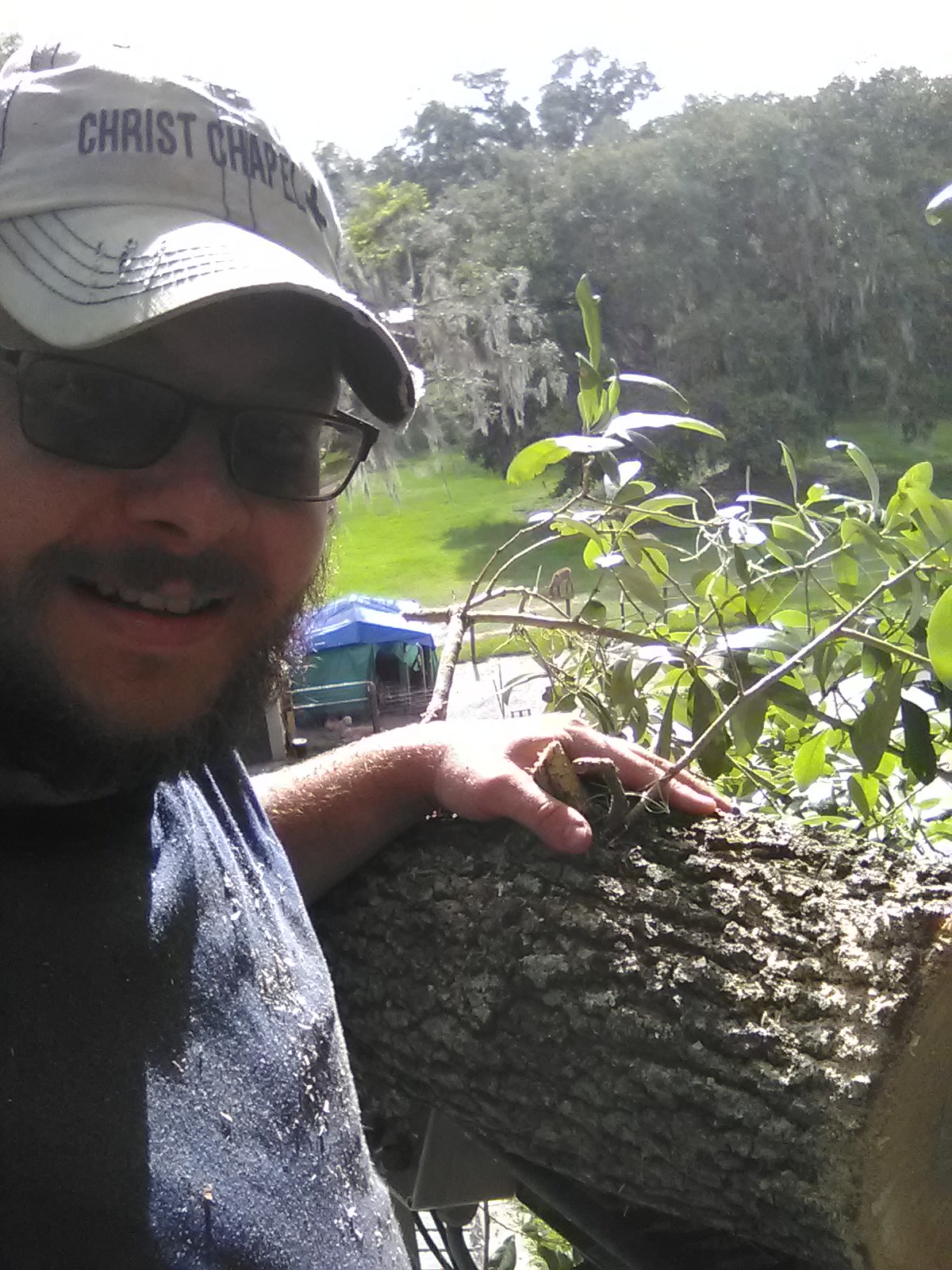 Avatar for Top leaf tree service