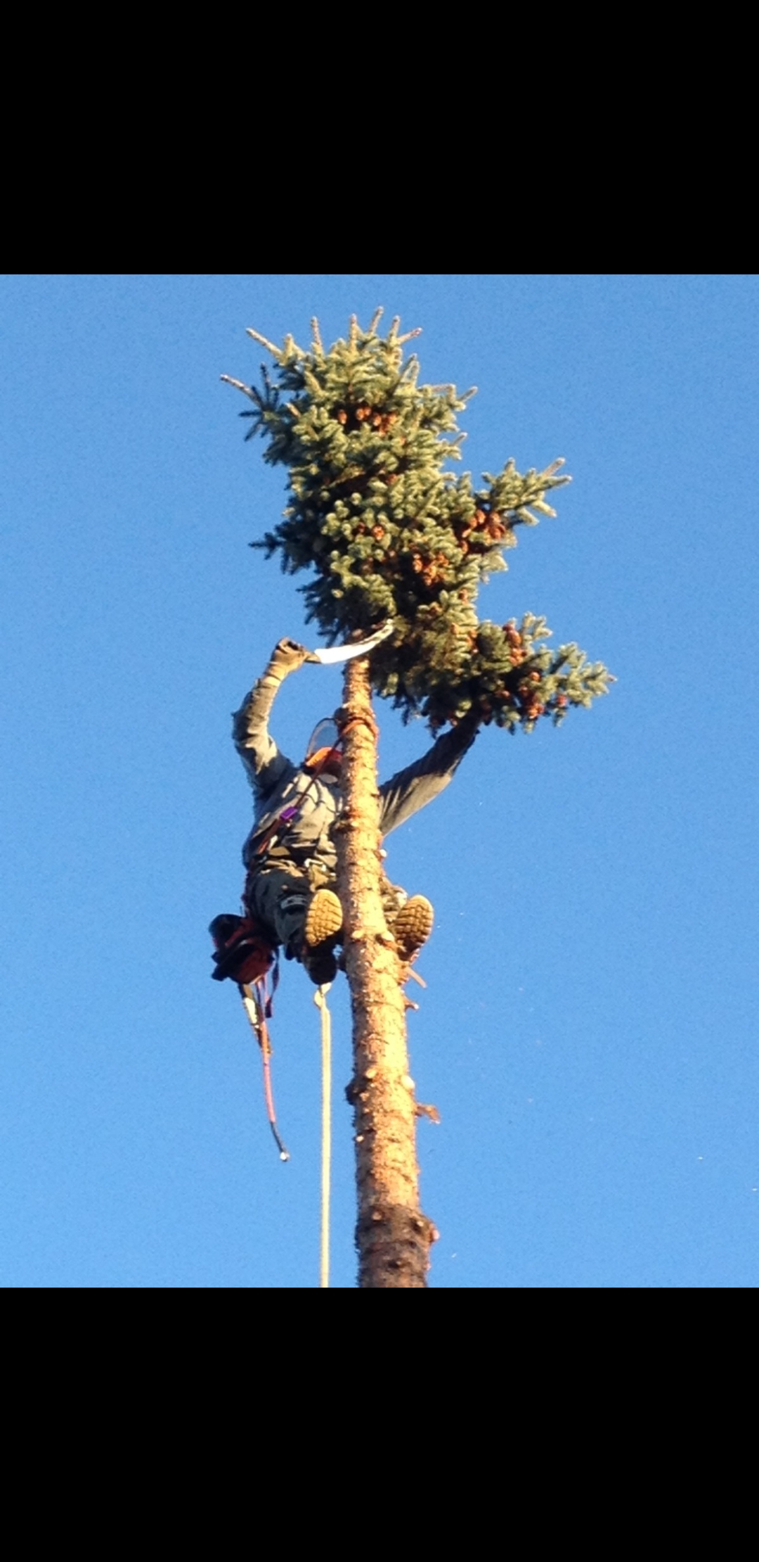 Avatar for Alaska Tip Top Tree Service