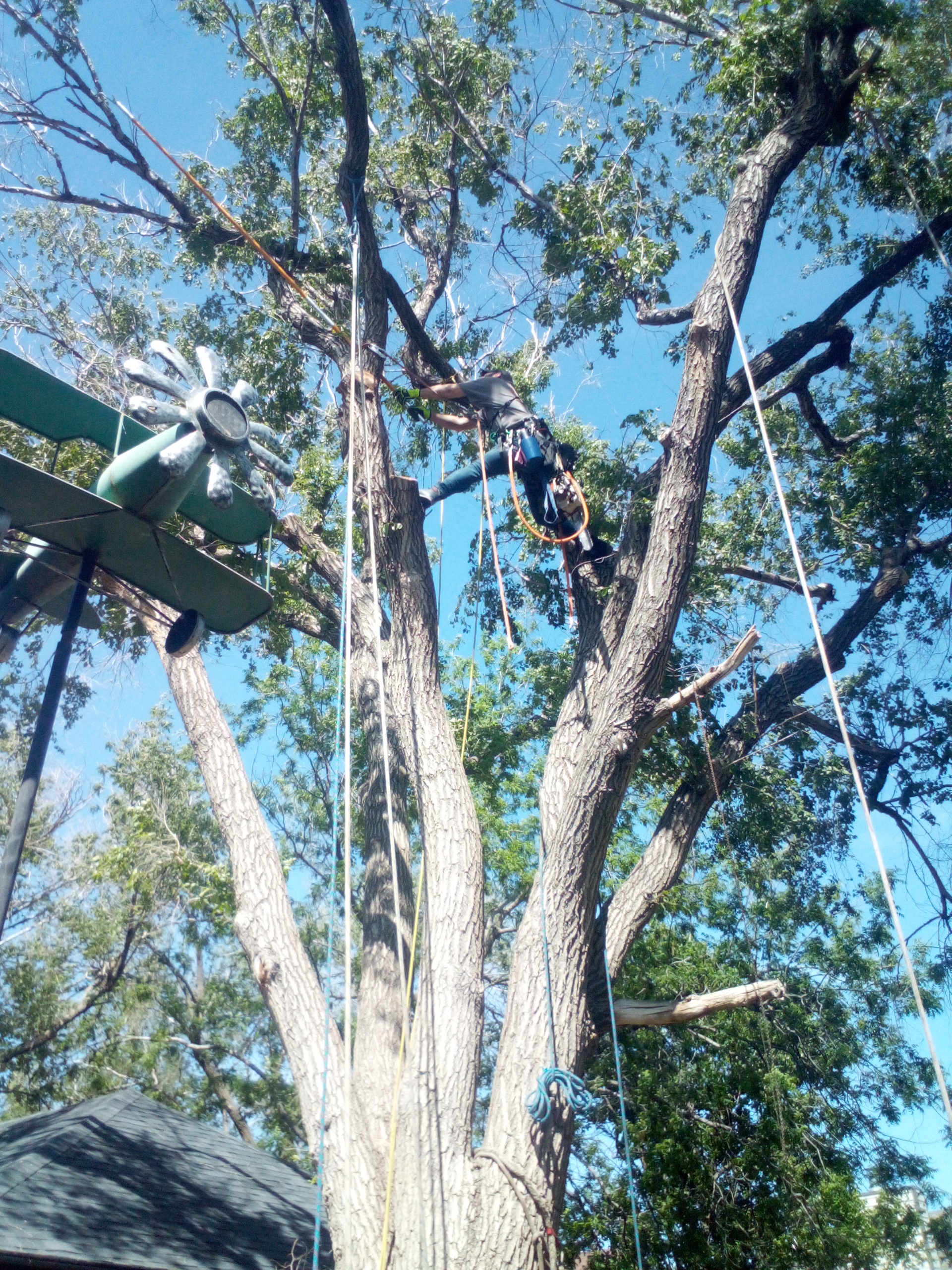 Avatar for Precision Tree And Shrub Service