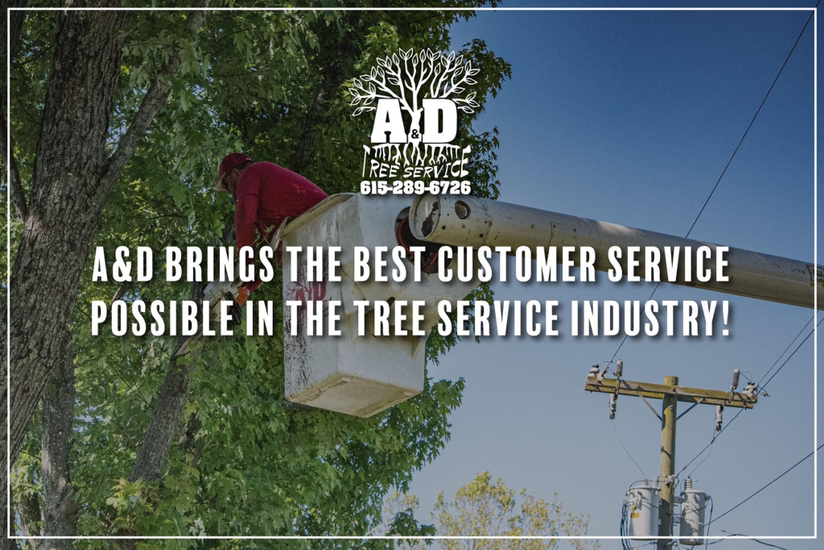 Avatar for A & D Tree Service
