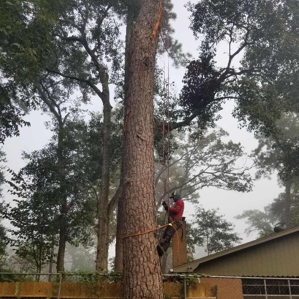 Avatar for Four Seasons Tree Service