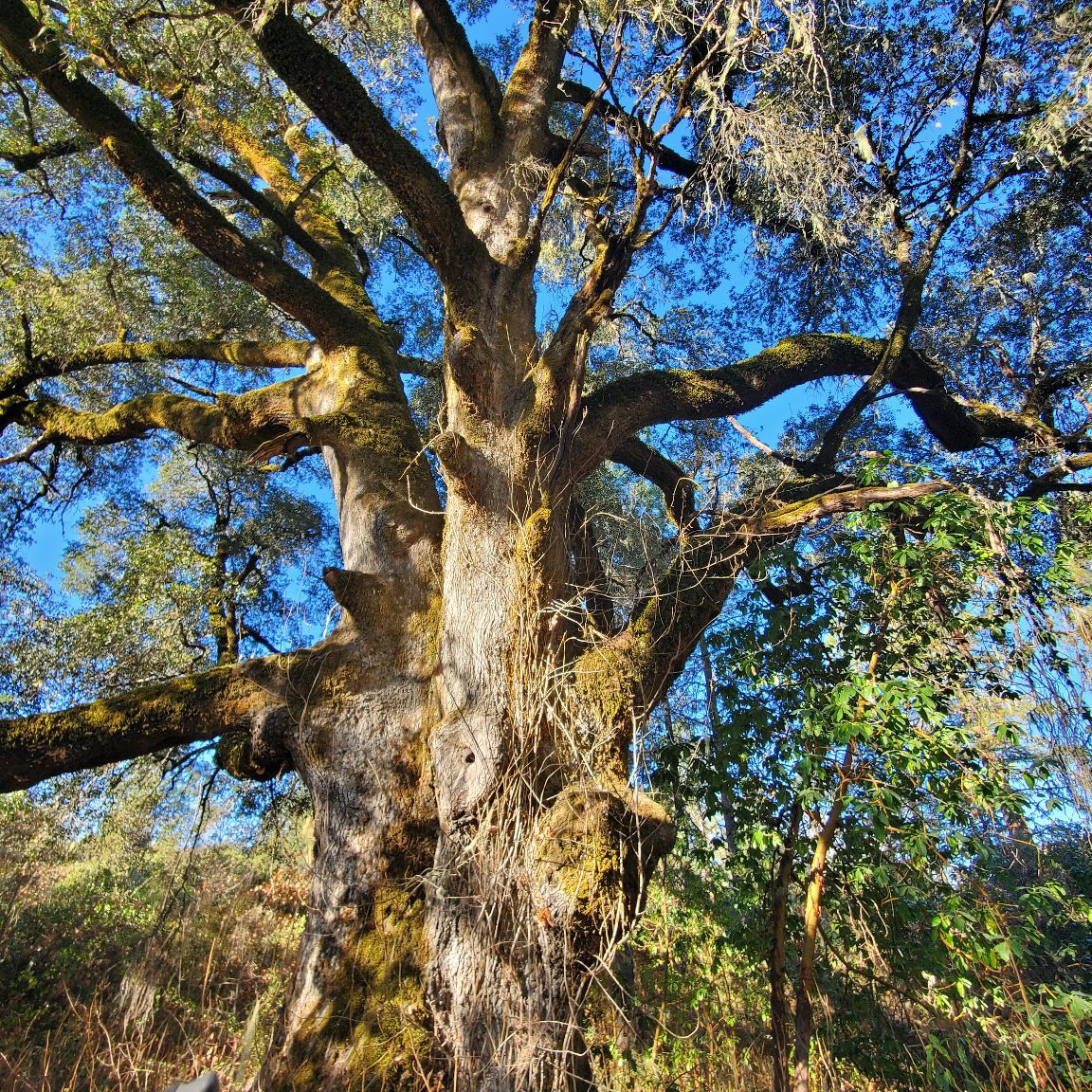 Sonoma County Vegetation Management logo