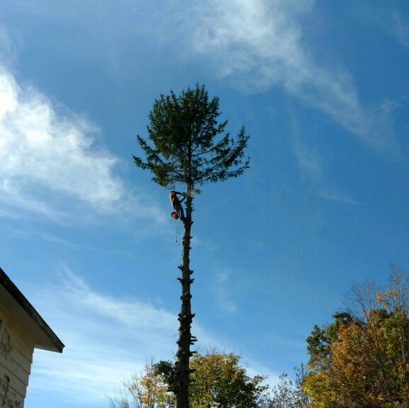 Minimally Invasive Construction & Tree Service logo