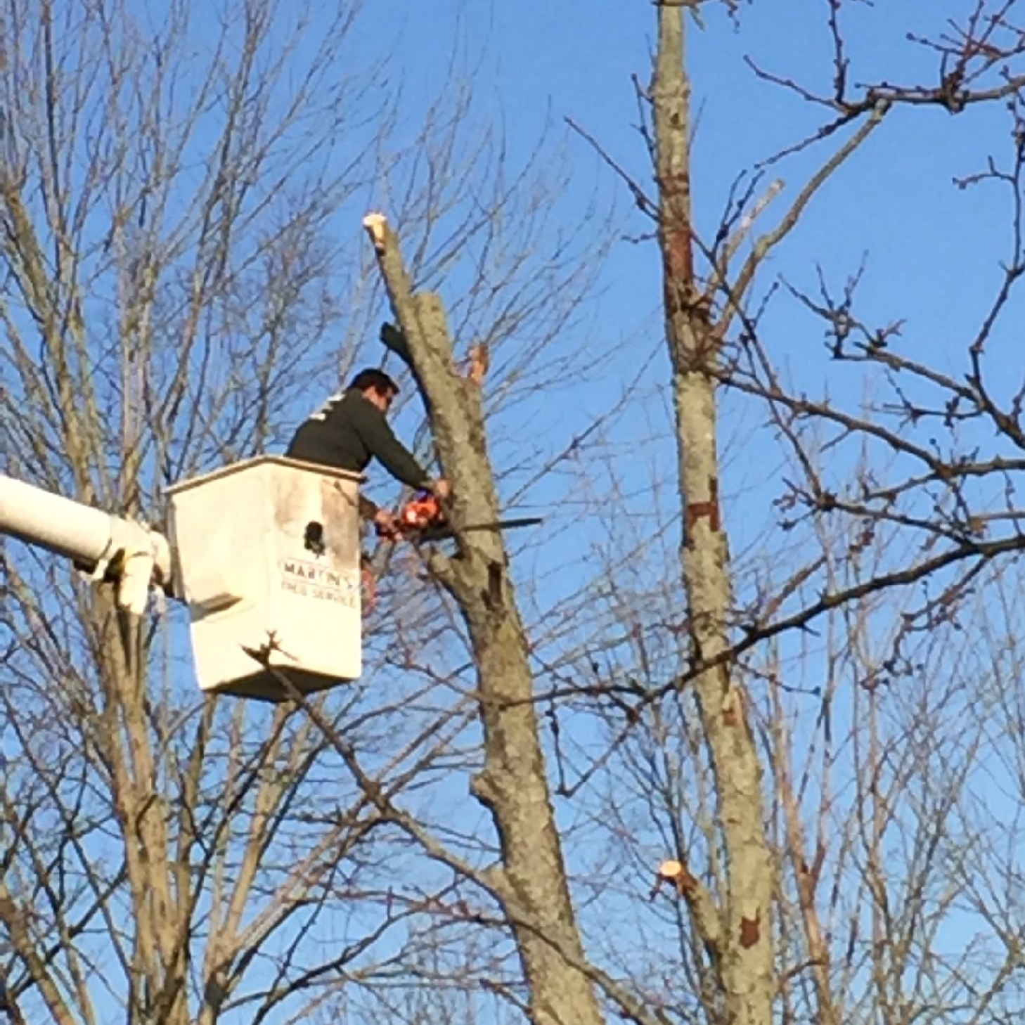 Avatar for Del Tree Service