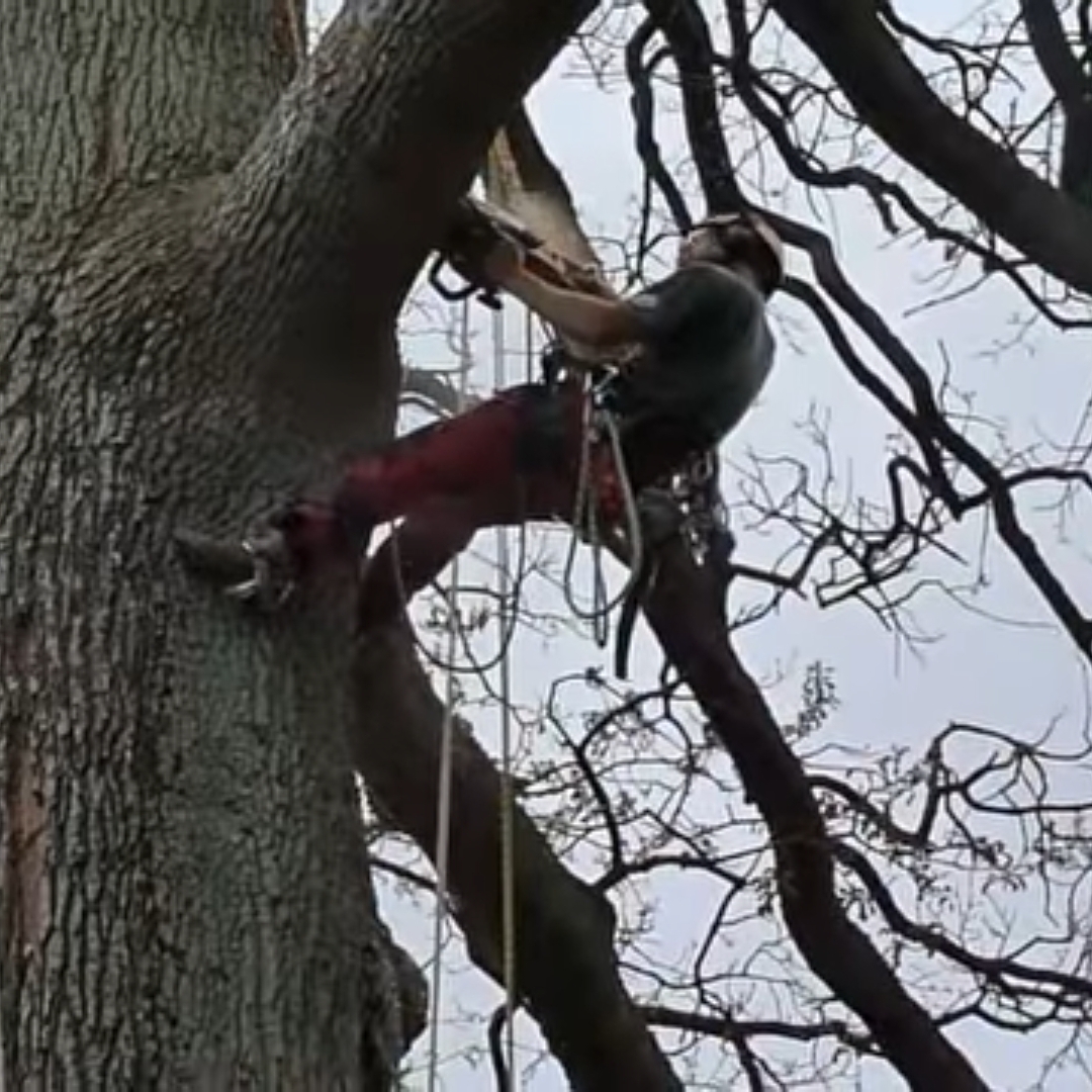 Avatar for Hanks Tree Services