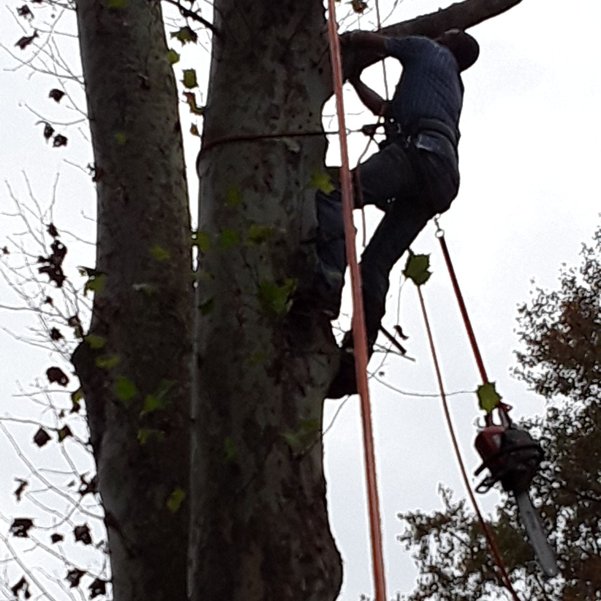 Avatar for Hilltop Tree Service & Landscaping LLC