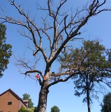 Earley And Sons,Tree Service & Landscaping LLC. logo