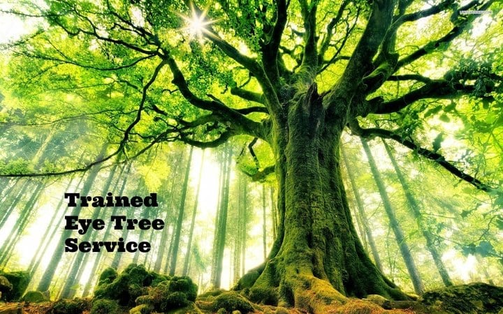 Avatar for Trained Eye Tree Service
