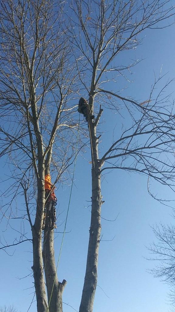 Avatar for Brother's Tree Service