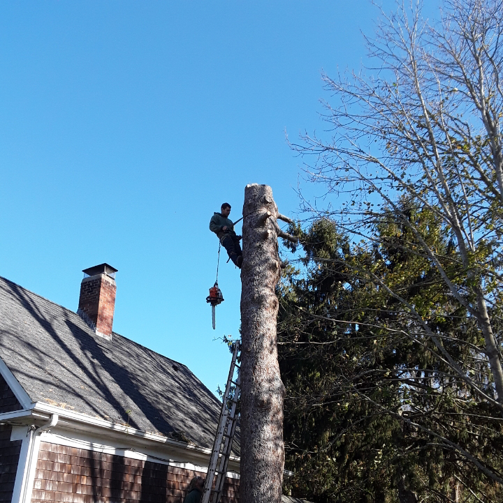 Nick Costas Tree Service logo