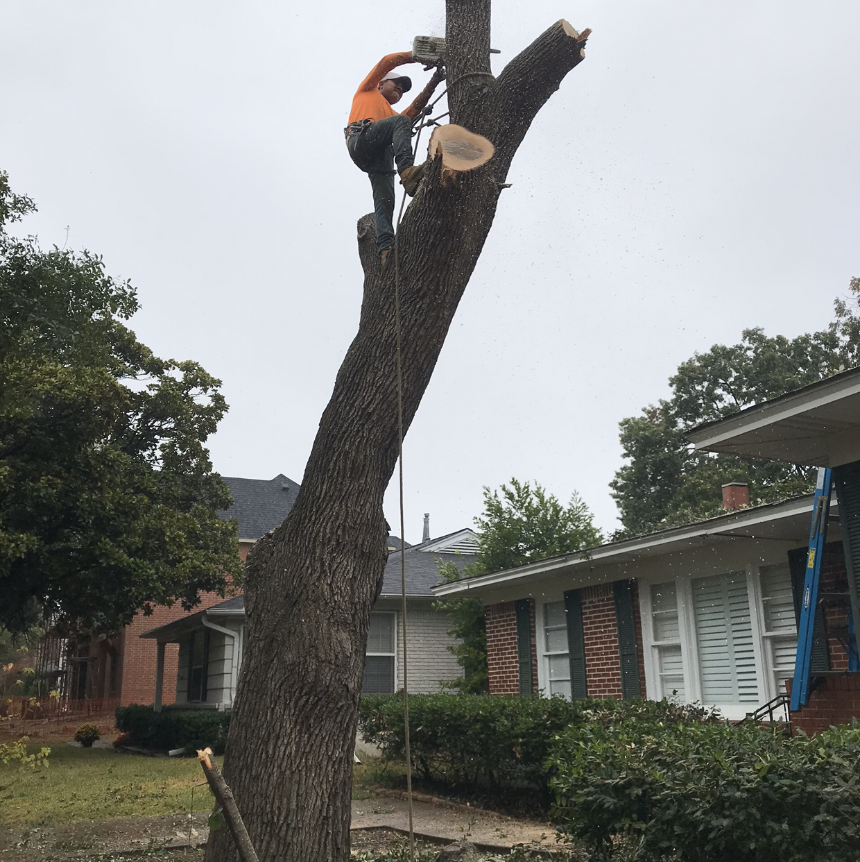 Logo for Perez Tree Service