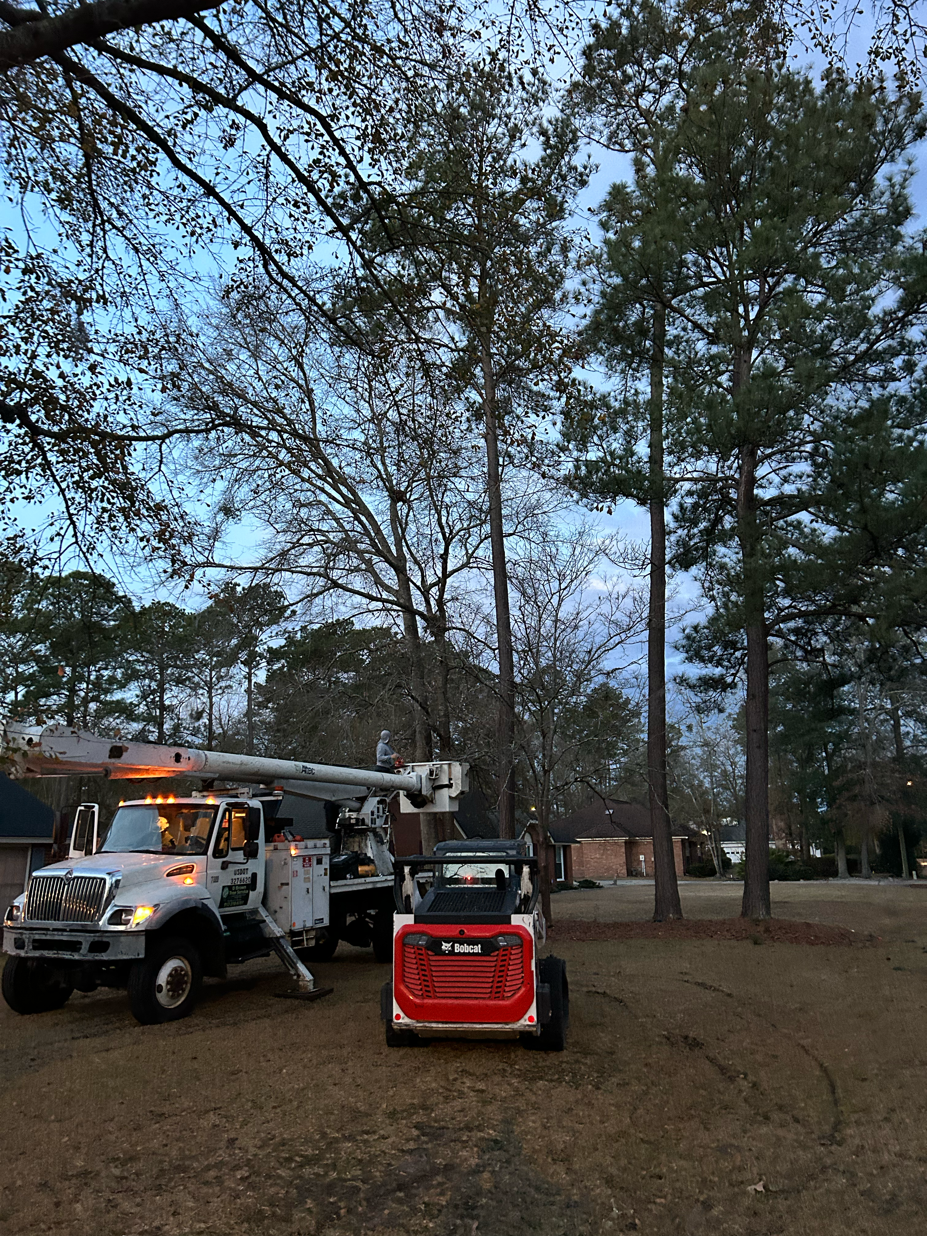 Logo for D Brown Tree Service