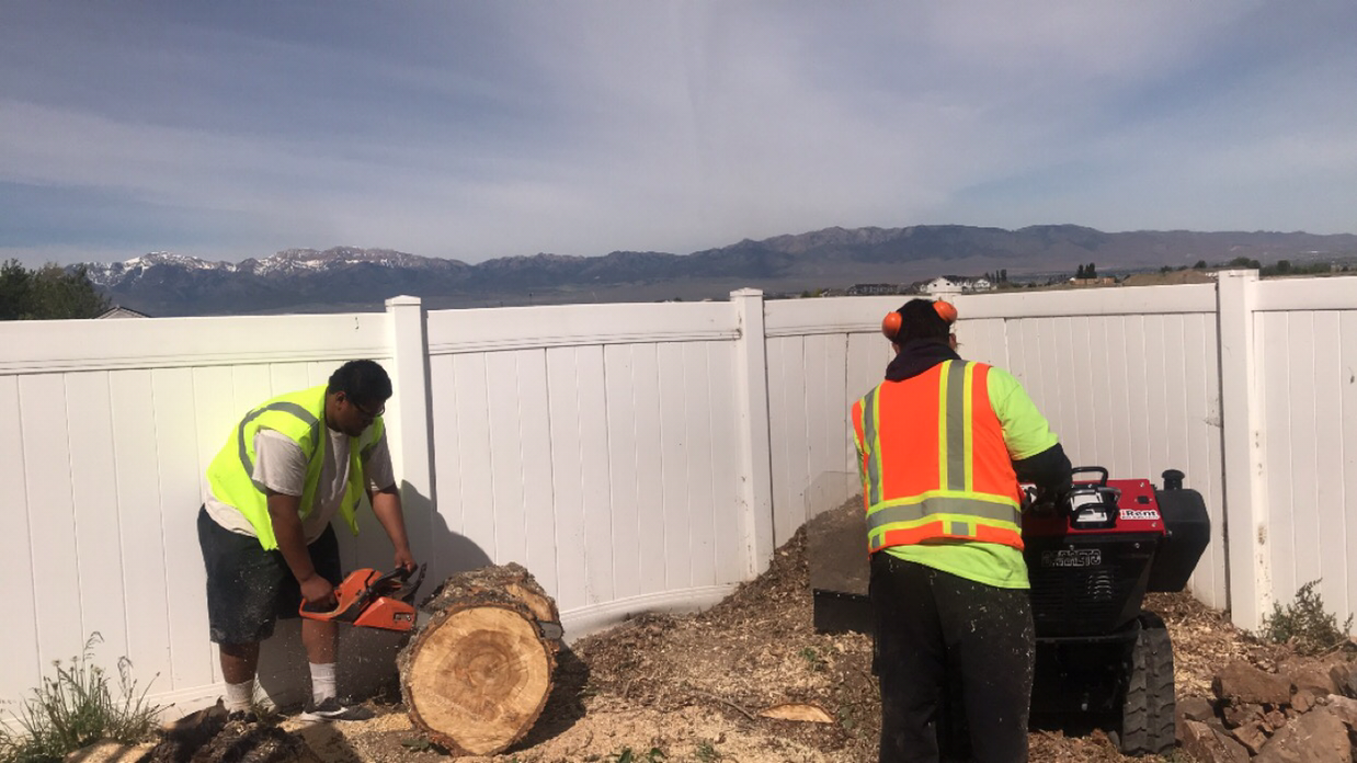 Avatar for TS Tree Service
