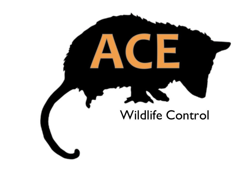 Avatar for Ace Wildlife Control