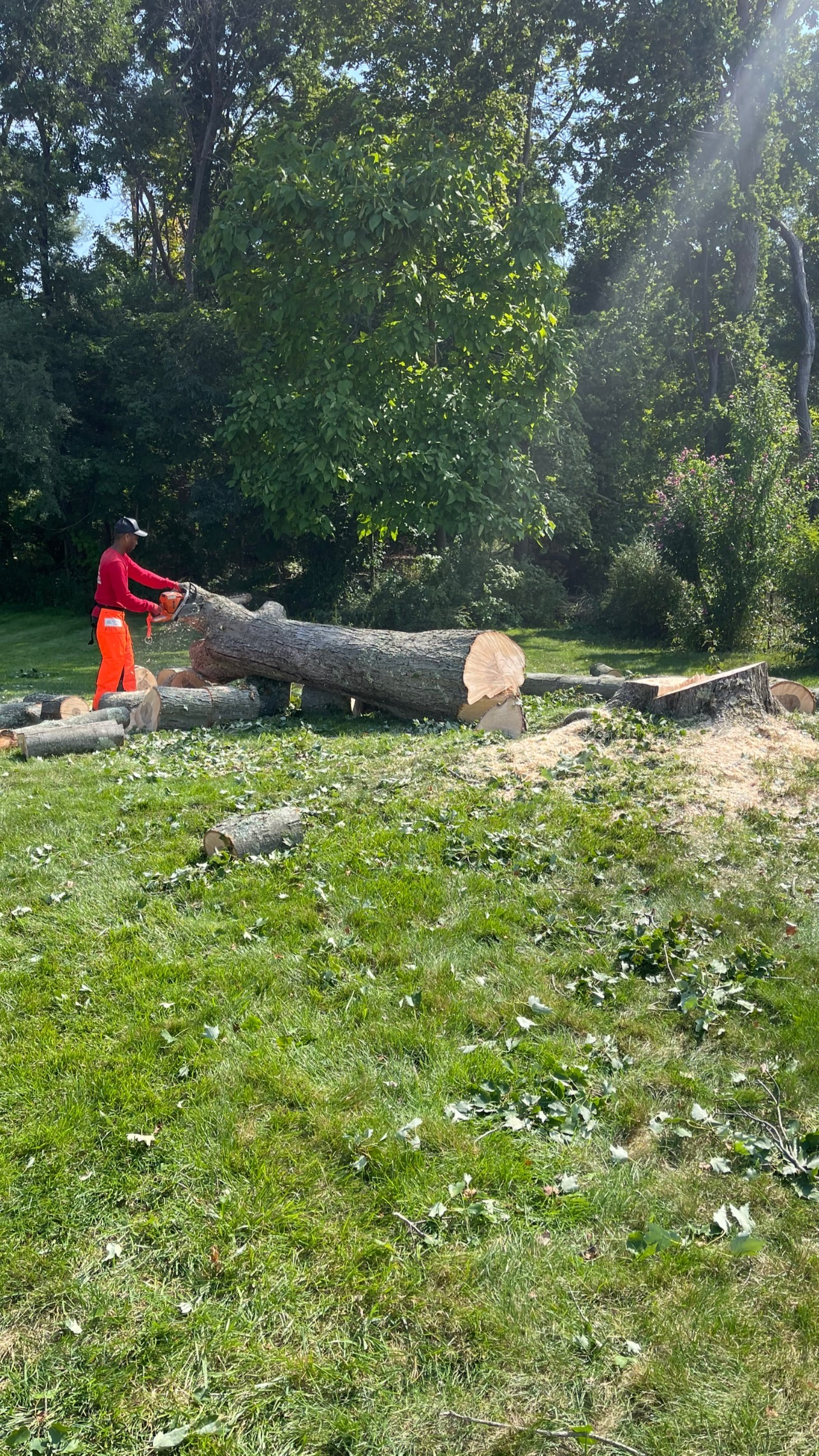 Avatar for Centis Tree Removal