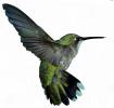 Logo for Green Bird Landscaping