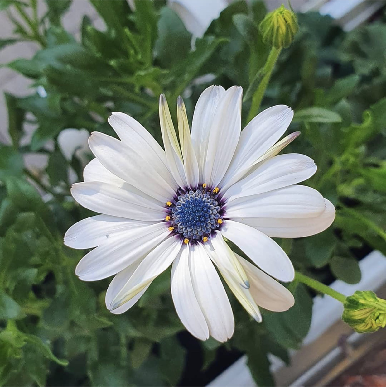 Fresh as a daisy logo