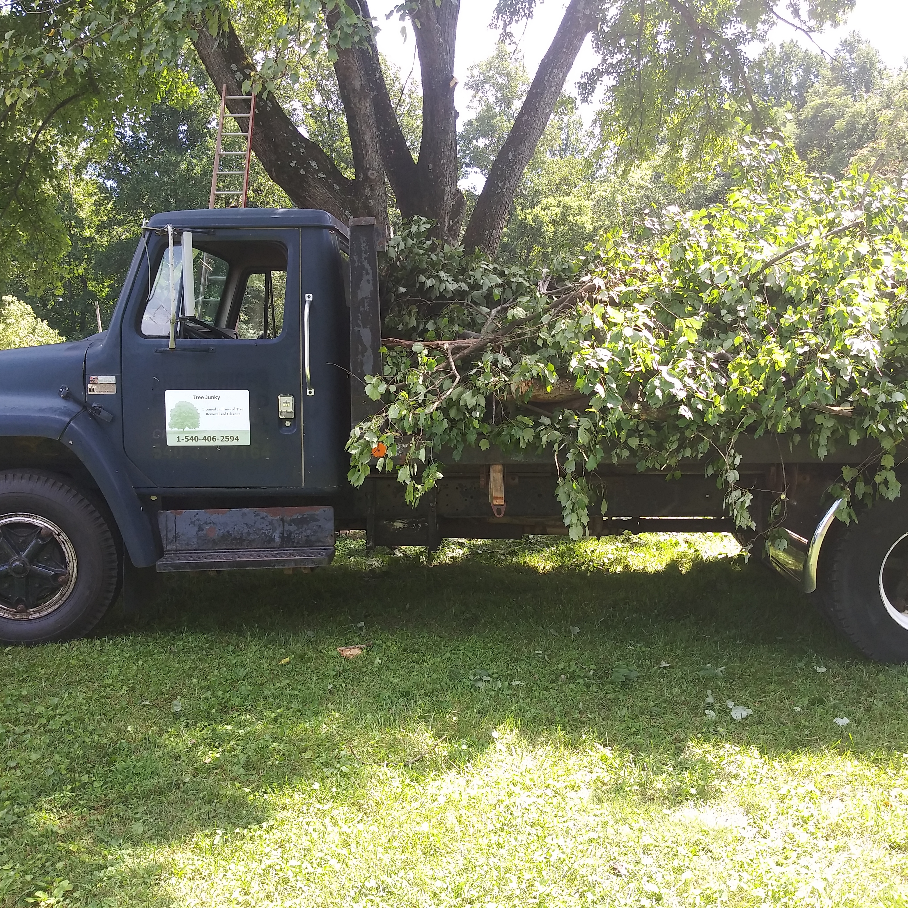 Tree Junky logo