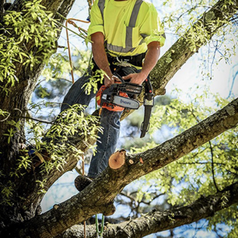 Avatar for Torres Tree Service and more