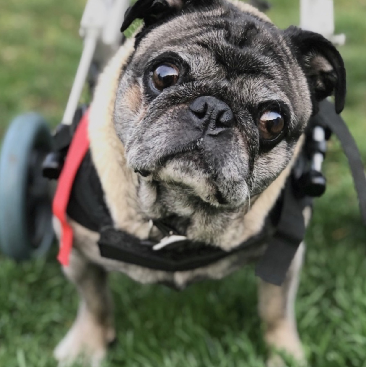 Pugs Life, LLC logo