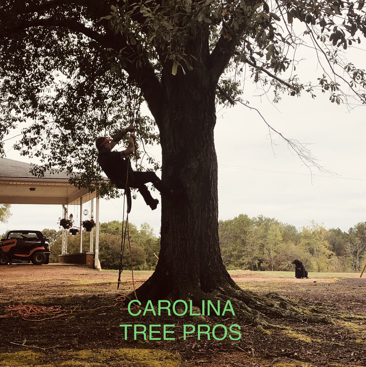 Avatar for Carolina Tree Pros