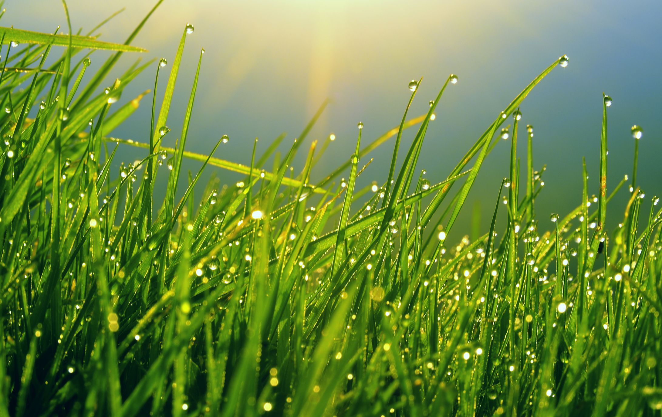 Lean Green Lawn Care logo