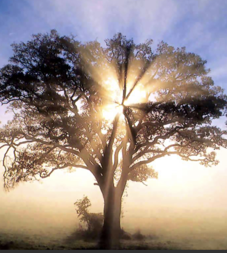Avatar for Thompson and Nobles Tree Removal