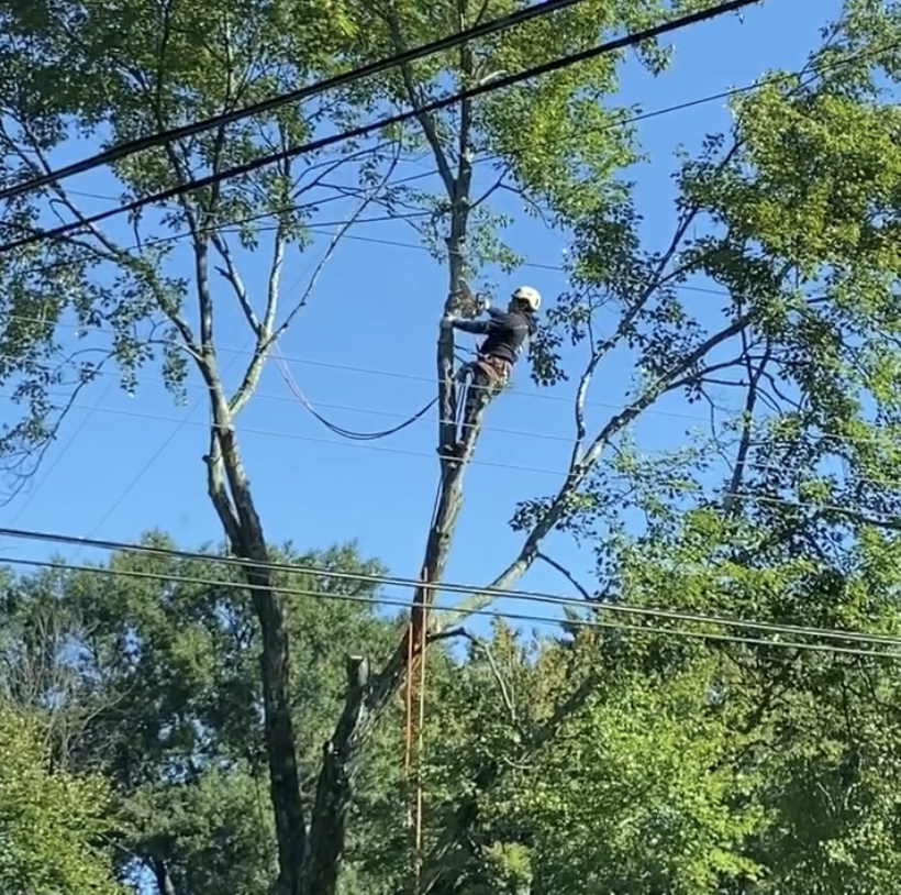 Avatar for Climbers Tree Services Inc
