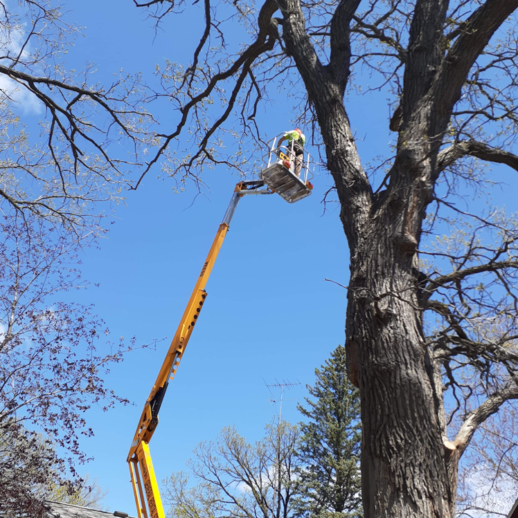 Bush's Best Tree Care and Removal logo