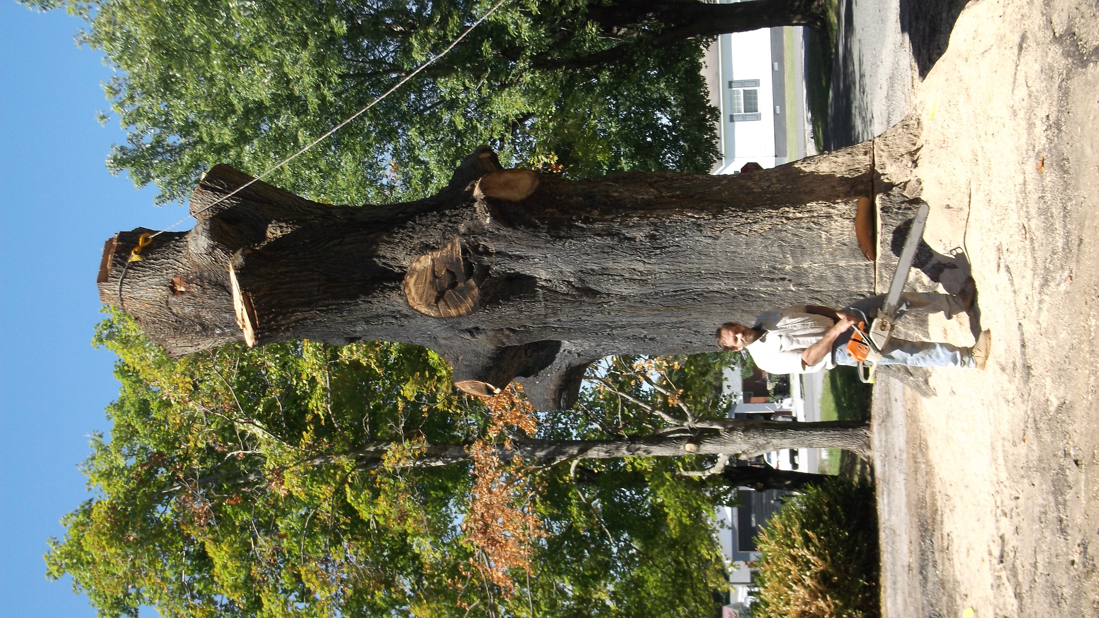 Avatar for Bill Stegmeier Tree Service