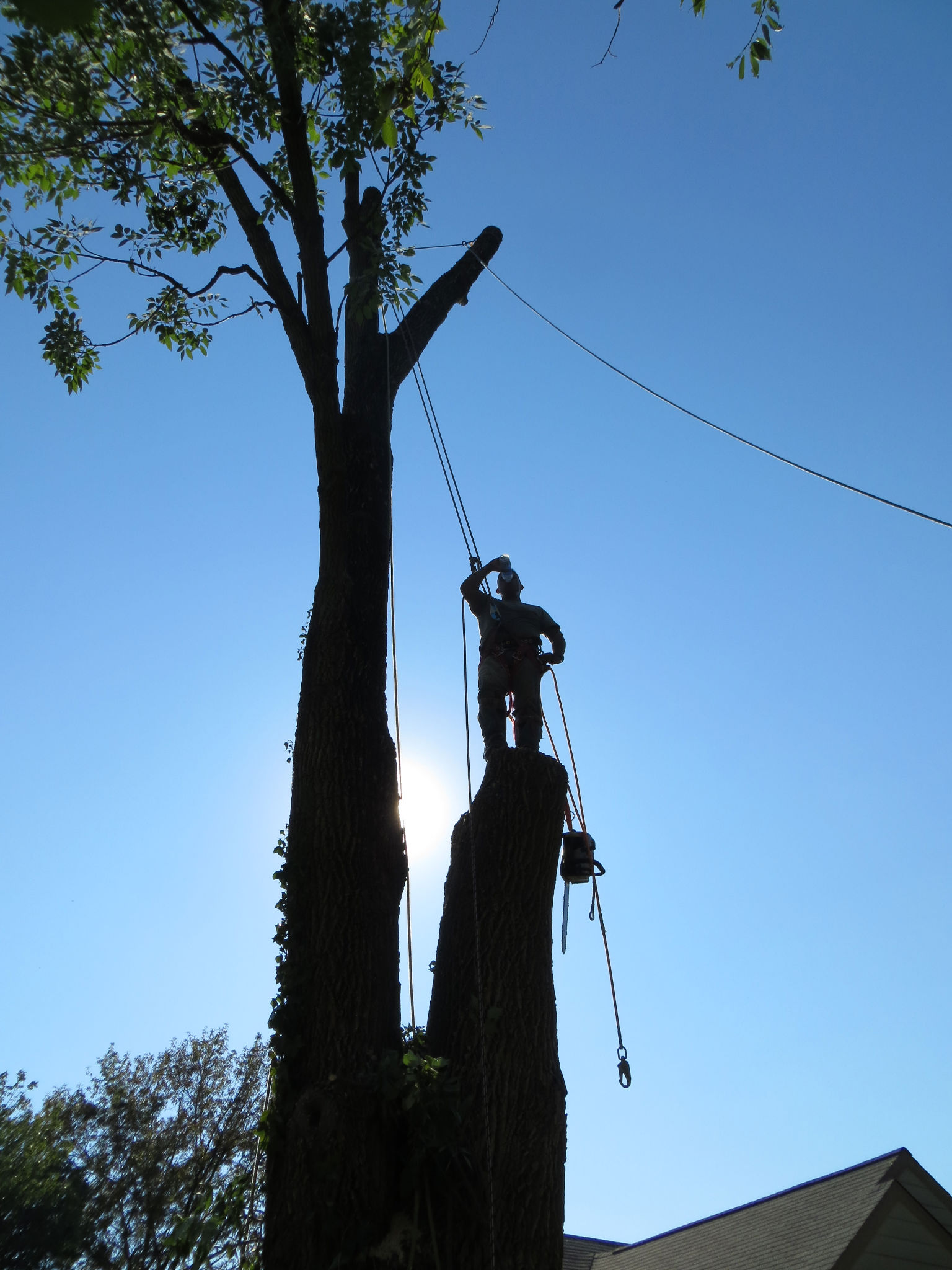 Avatar for TREE REMOVAL AND LANDSCAPING SERVICE BY PEREZ,