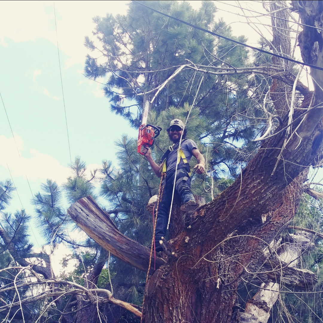 Avatar for K&C Tree Service