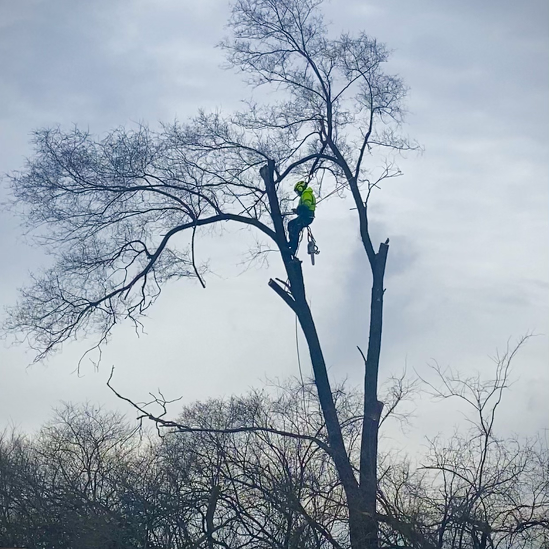 Avatar for Ash Tree Service Pro