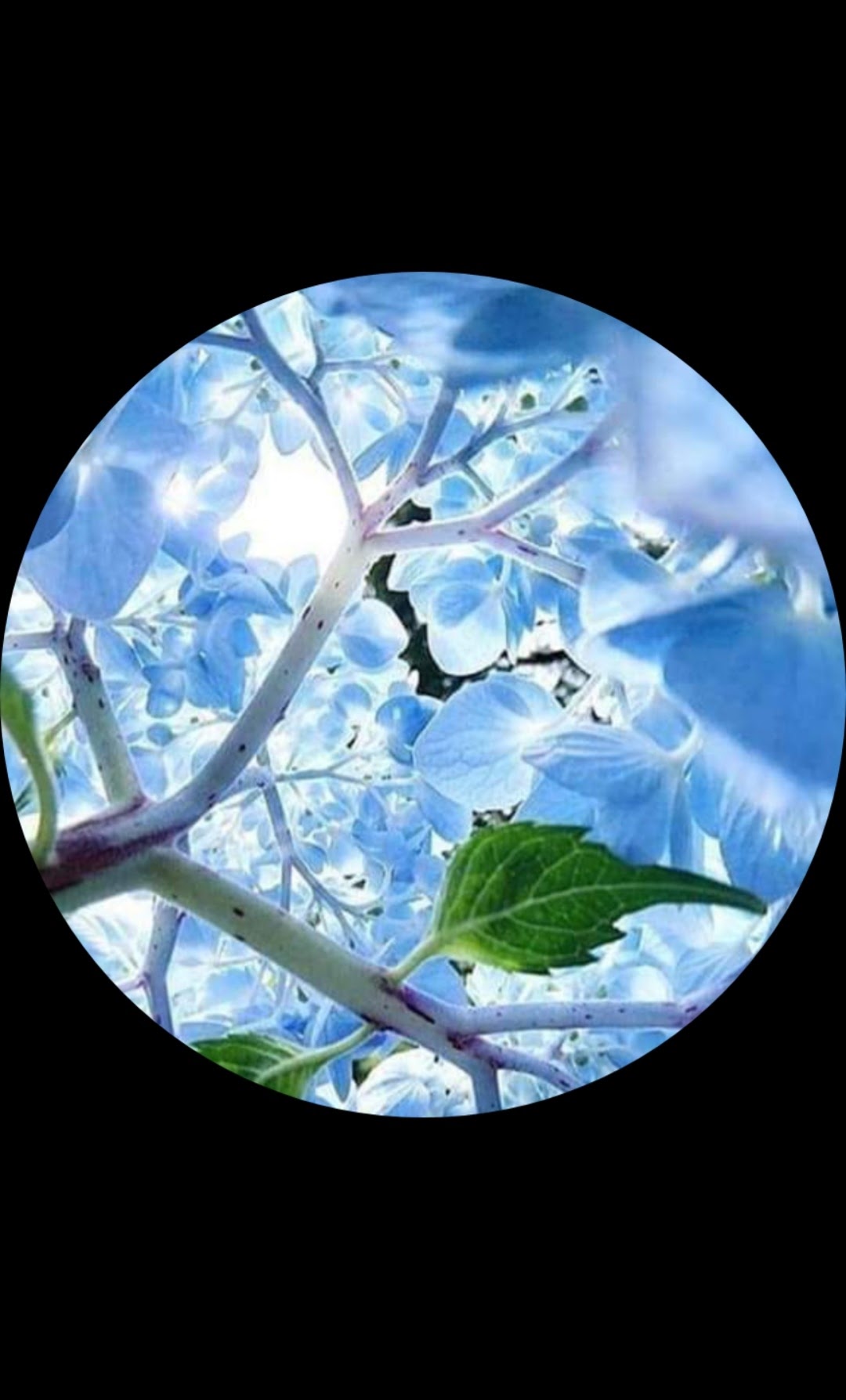 Avatar for Blue Ridge Landscape and Maintenance LLC