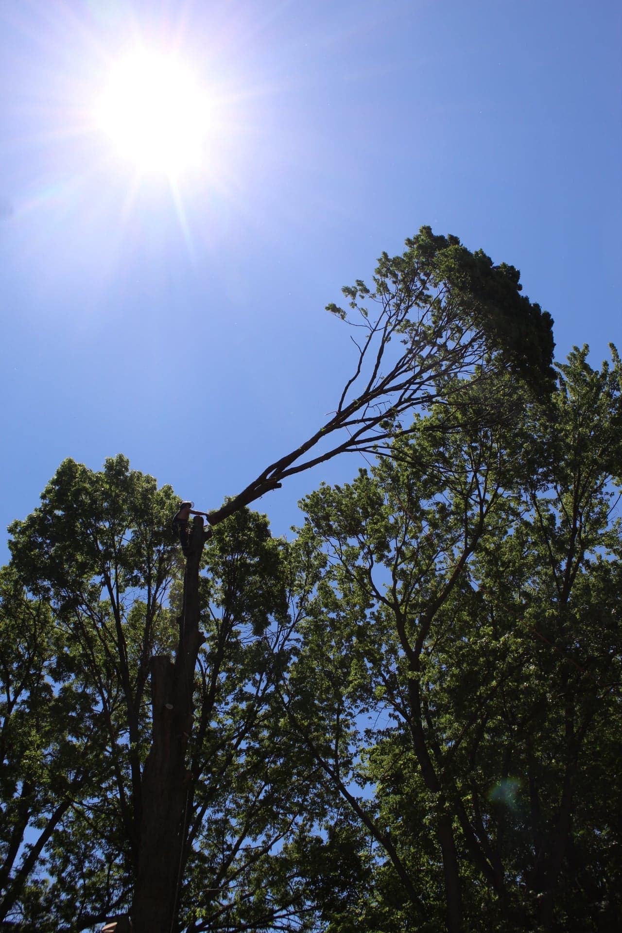 Expert Tree Solutions, LLC logo