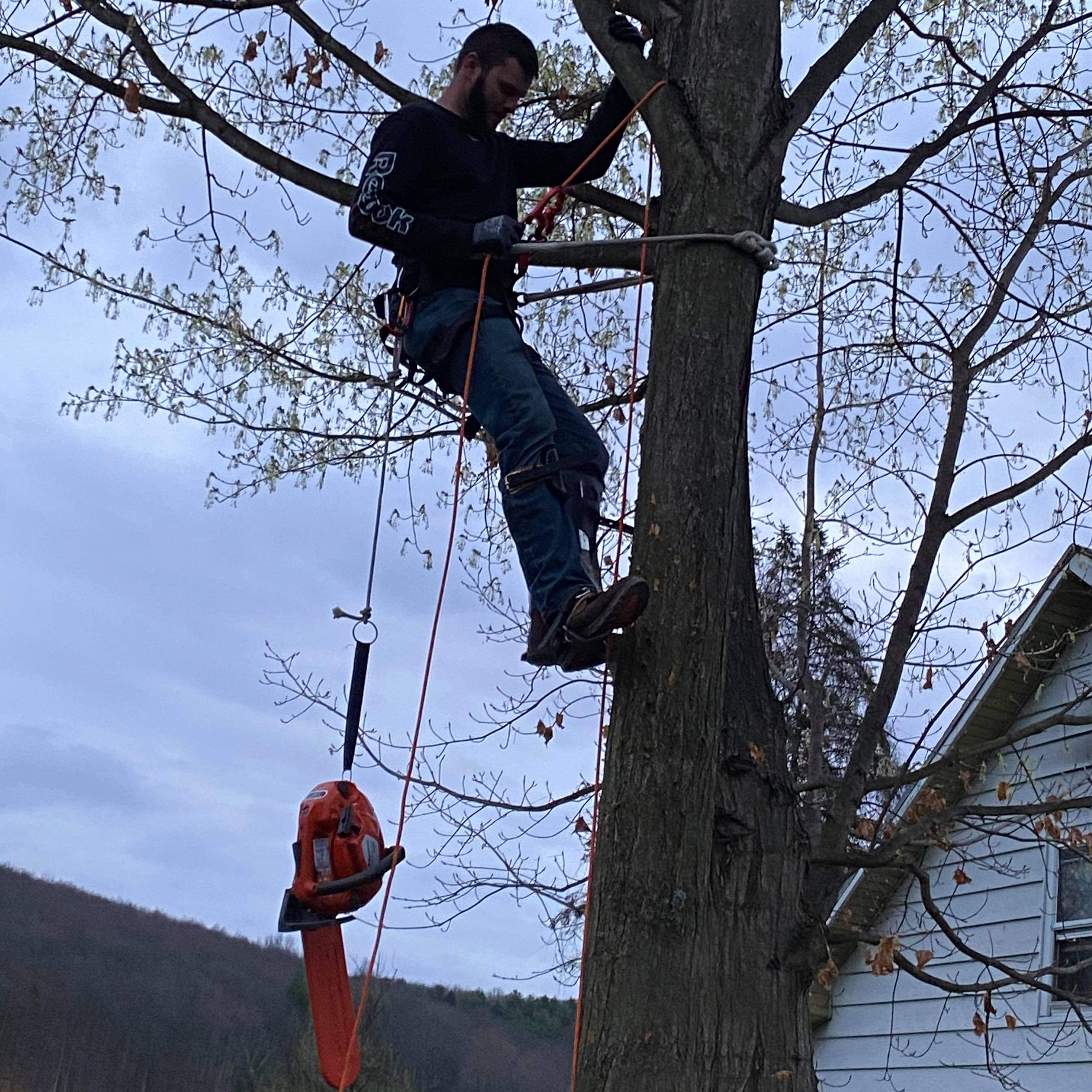 Avatar for Thompsons Tree Care