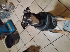 Avatar for What A Maid LLC